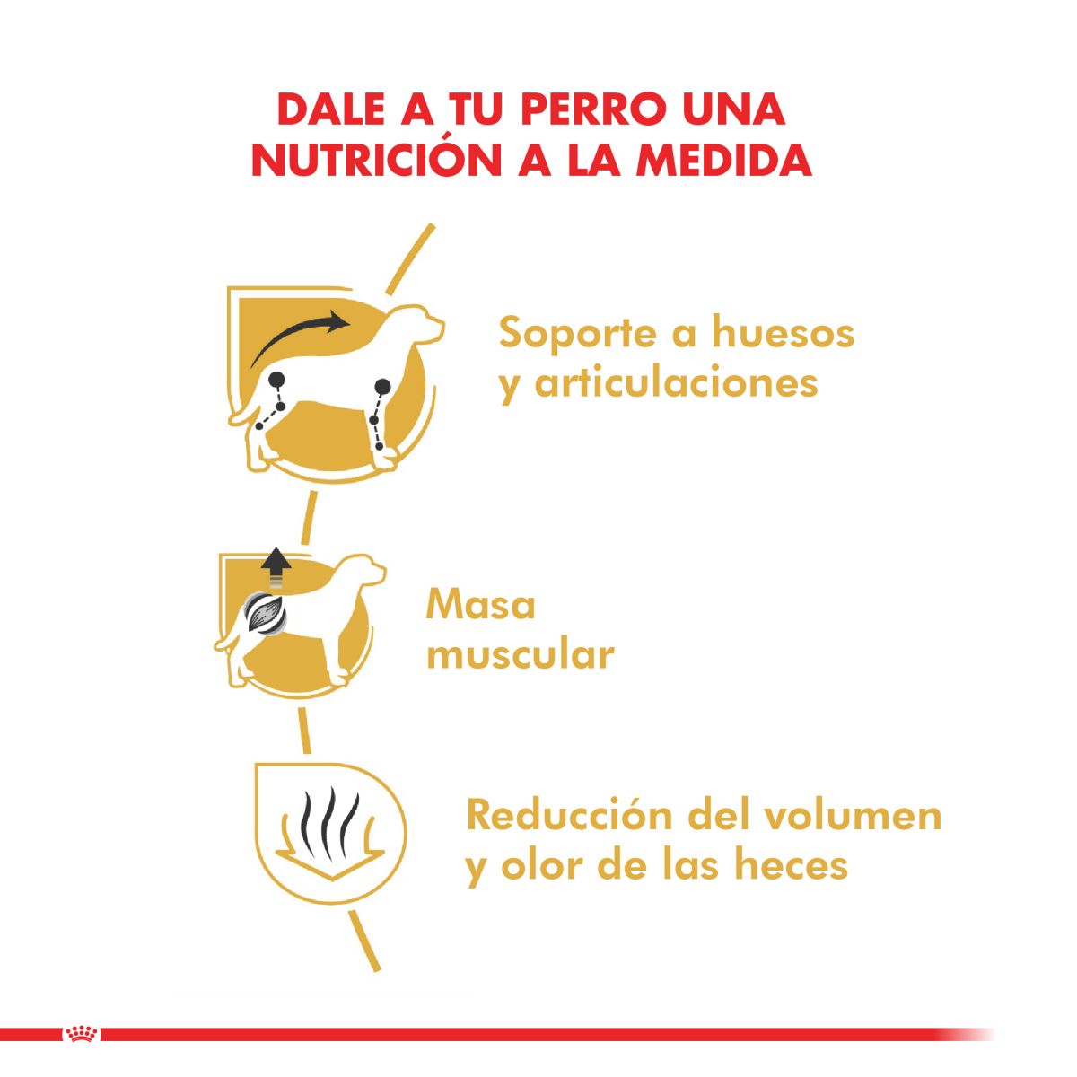 Royal Canin Dachshund Adulto