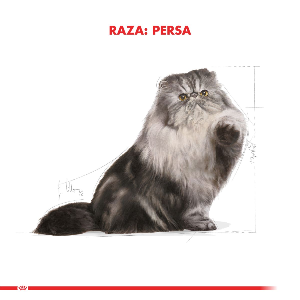 Royal Canin Persian Adulto
