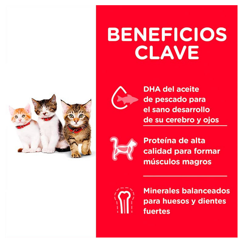 Hill's Kitten Felino