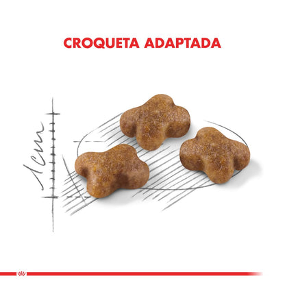 Royal Canin Kitten Felino