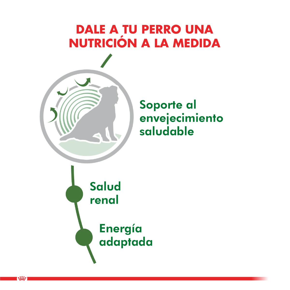 Royal Canin Mini Adult 12+