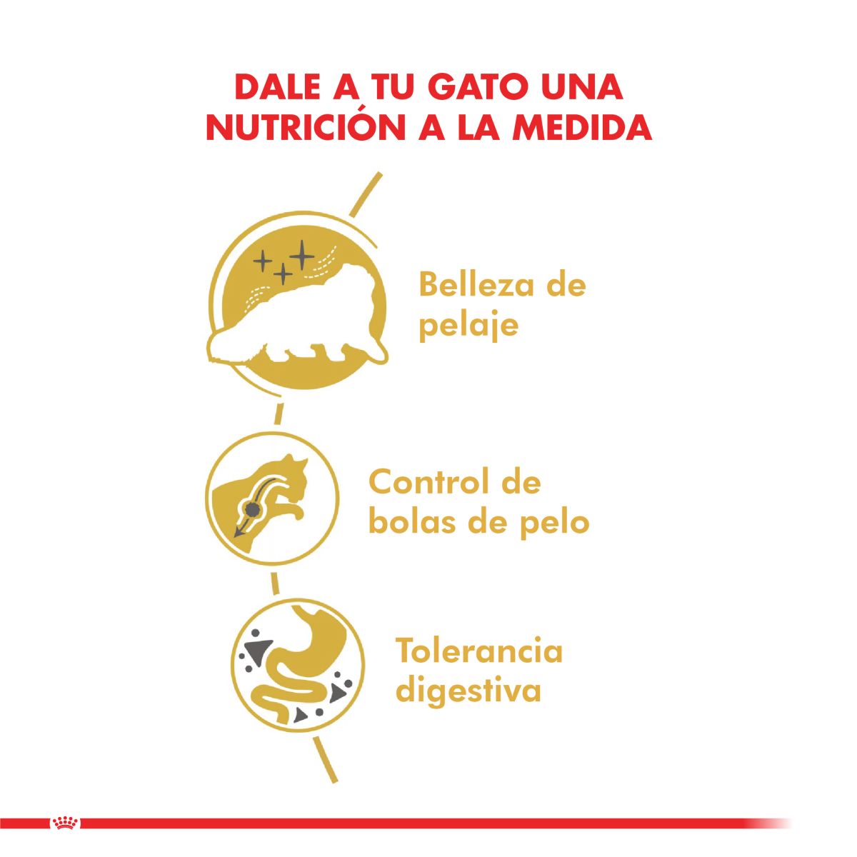 Royal Canin Persian Adulto