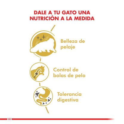 Royal Canin Persian Adulto