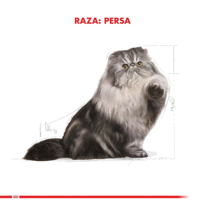 Royal Canin Persian Adulto