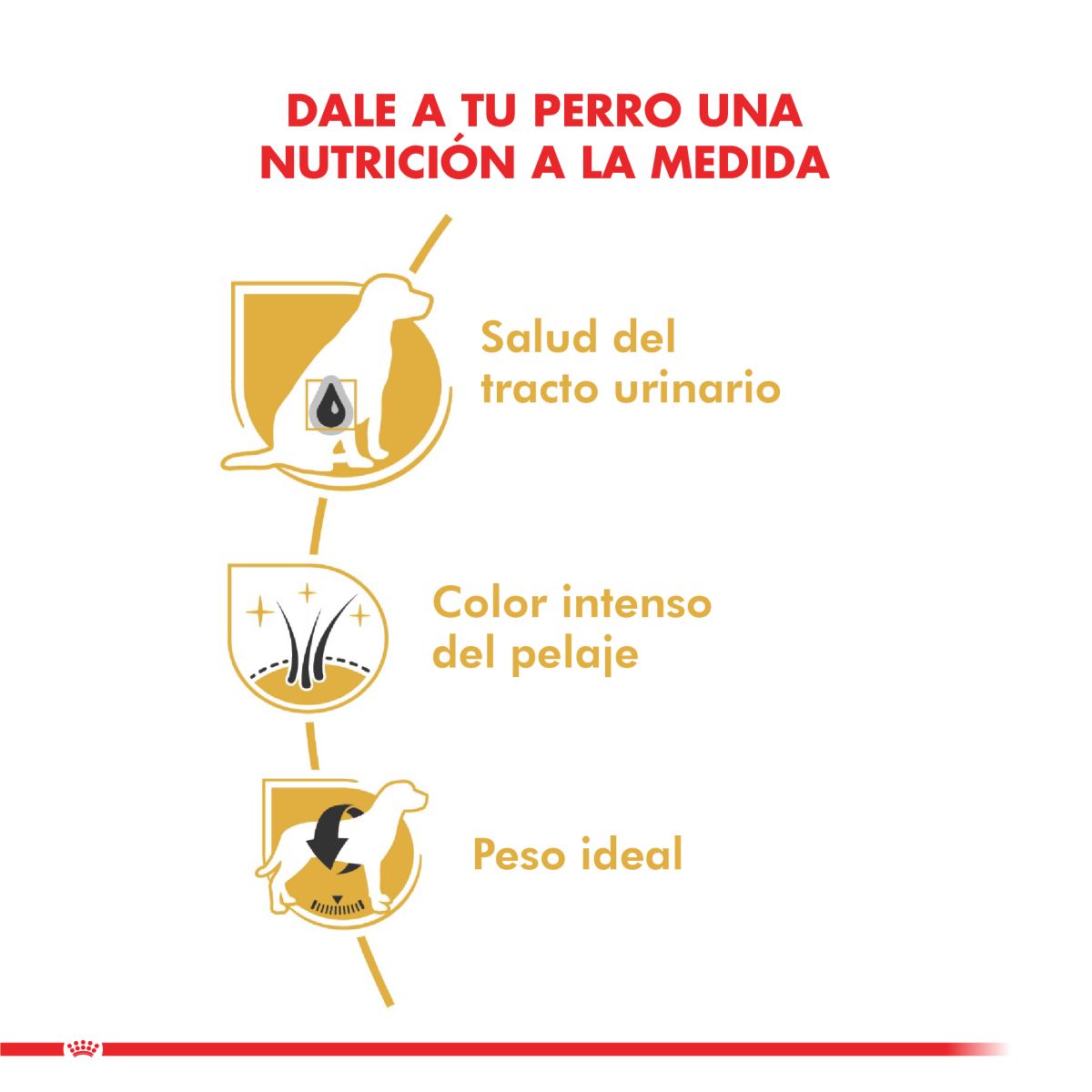 Royal Canin Schnauzer Adulto