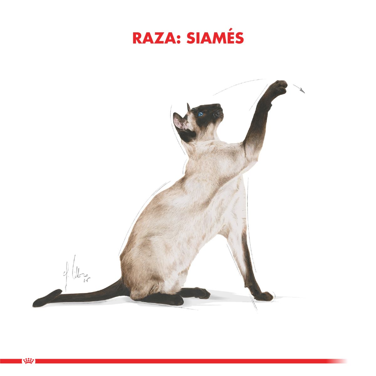 Royal Canin Siamese Adulto