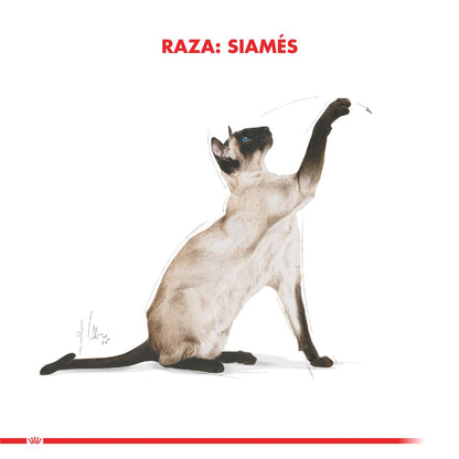 Royal Canin Siamese Adulto